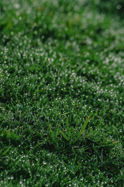 Close-up of a lush, green lawn with fresh, healthy grass blades covered in tiny dewdrops, indicating recent watering or morning moisture. The grass appears to be well-maintained with a dense, even tex