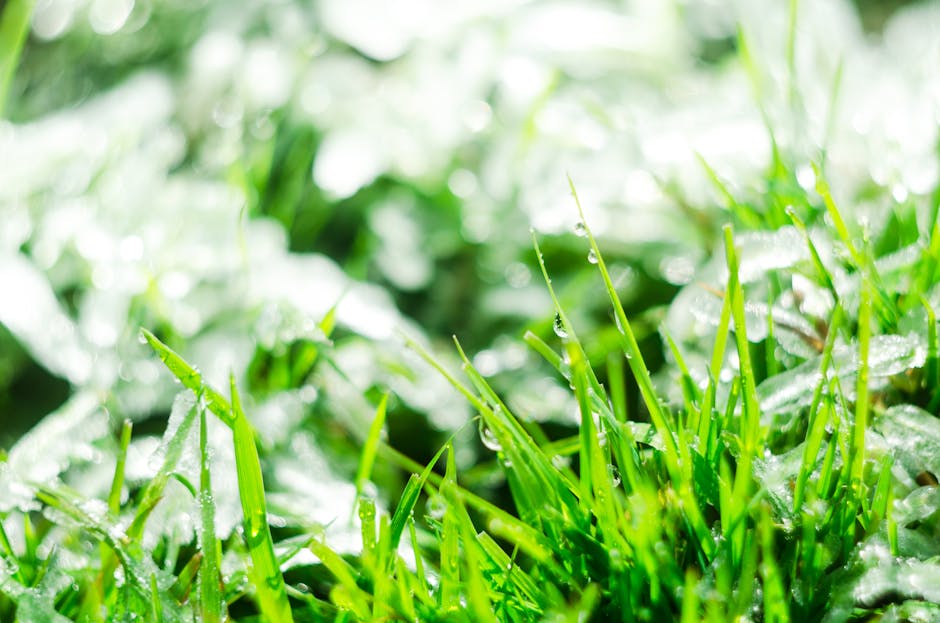 Close-up of a lush, green lawn with fresh, healthy grass blades covered in tiny dewdrops, indicating recent watering or morning moisture. The grass appears to be well-maintained with a dense, even tex